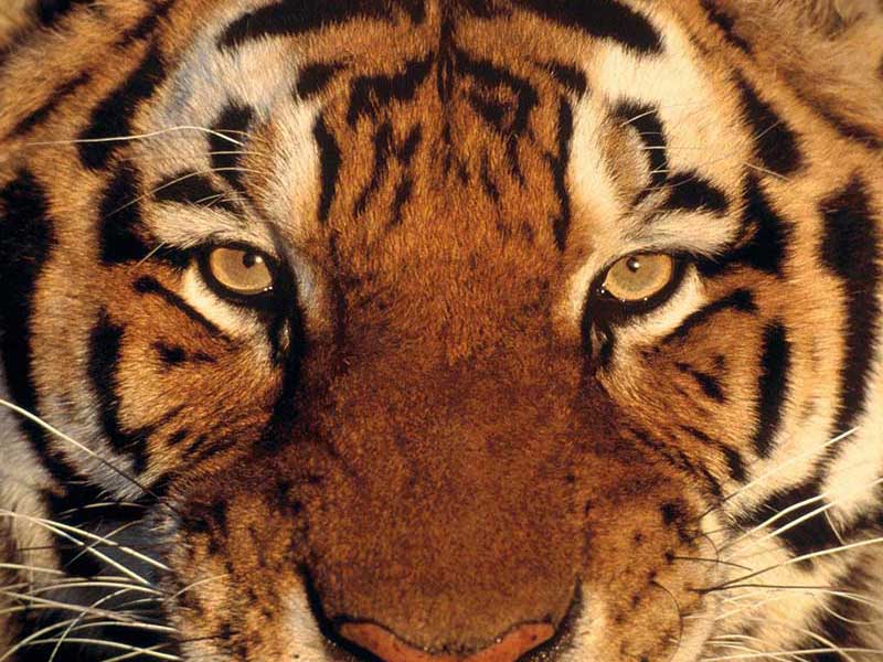 tiger-photo